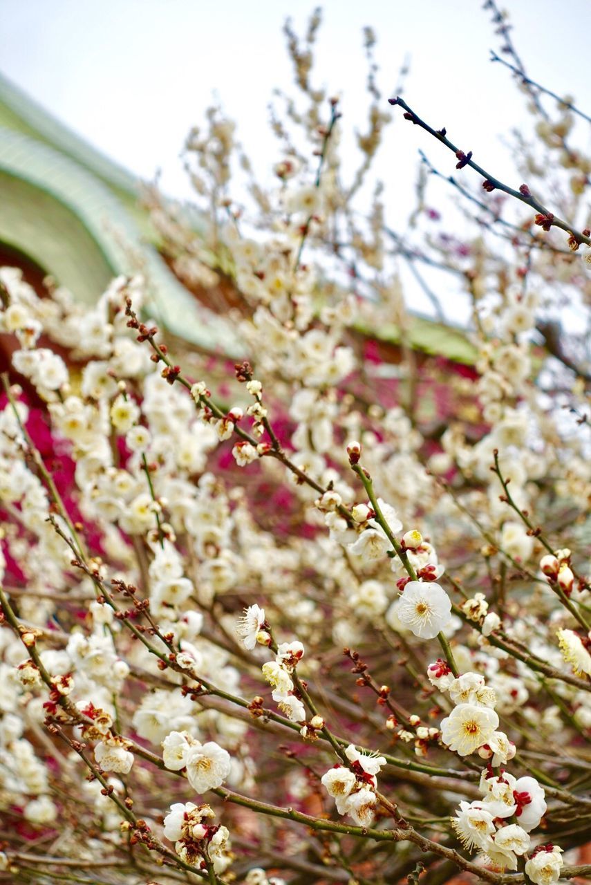 CLOSE-UP OF PINK FLOWER TREE