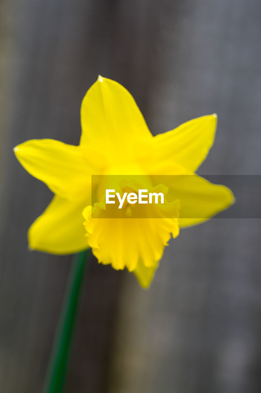 CLOSE-UP OF FRESH YELLOW DAFFODIL