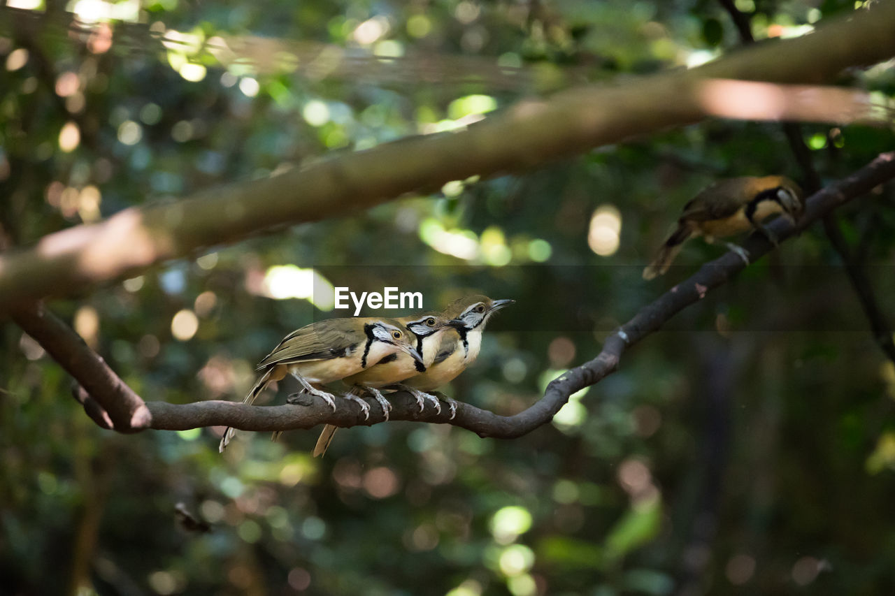 Low angle view of bird perching on branch