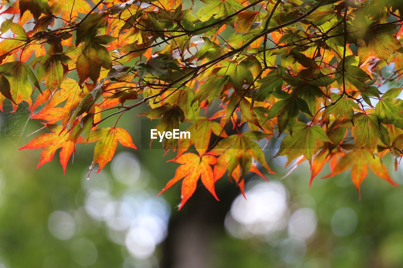 CLOSE-UP OF MAPLE LEAVES ON PLANT