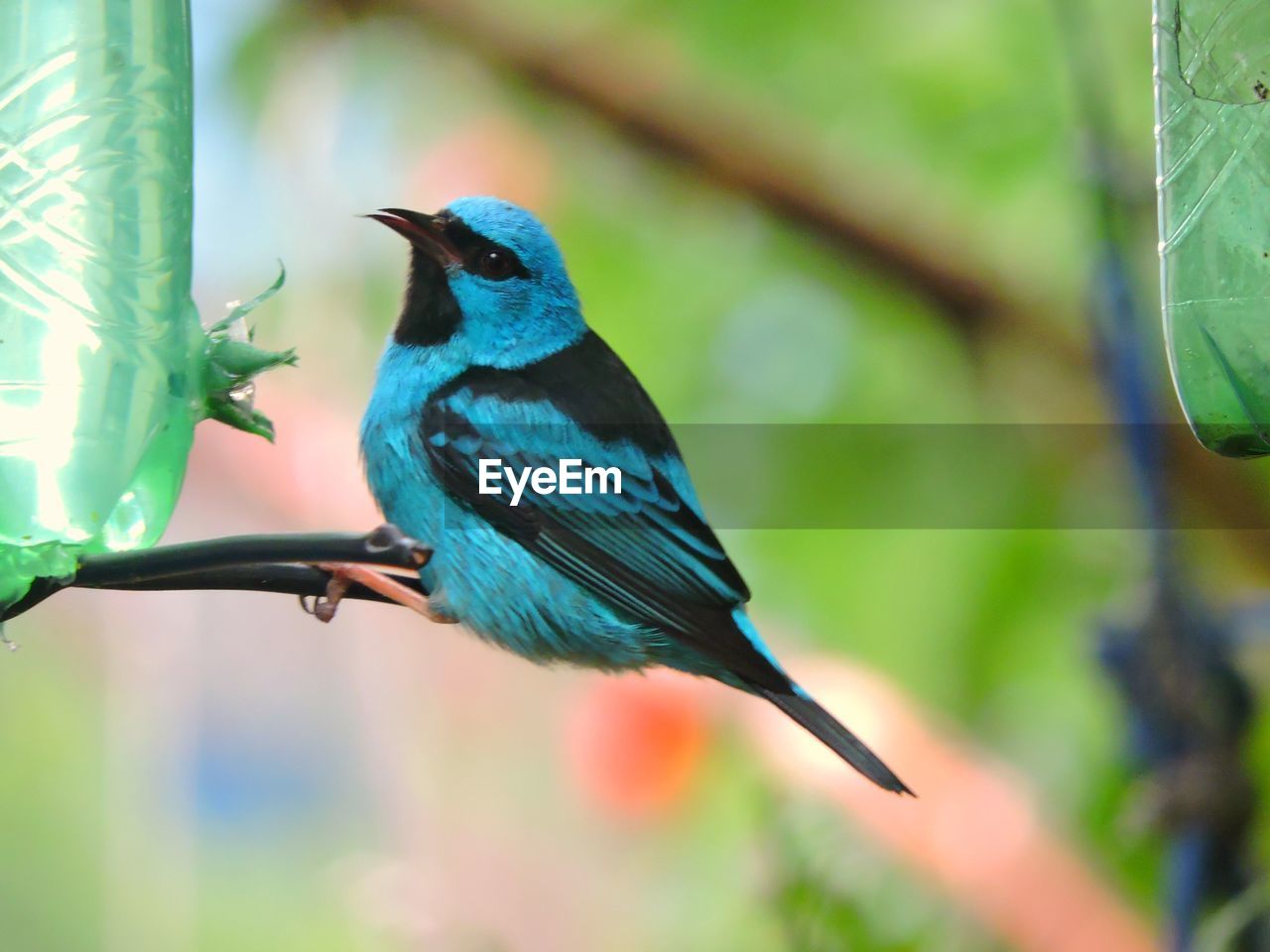 Close-up of bird perching on leaf