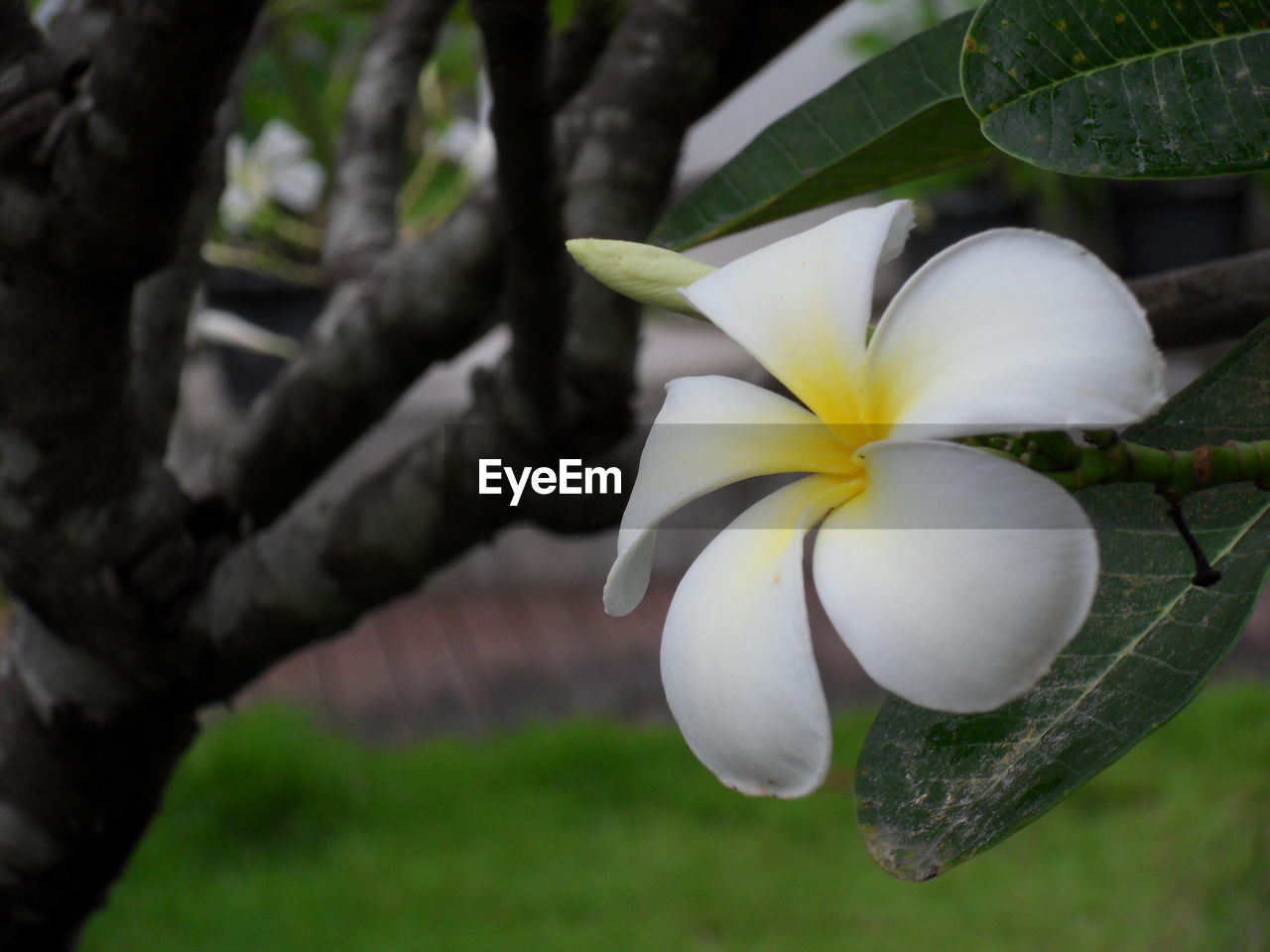 CLOSE-UP OF WHITE FLOWERS BLOOMING OUTDOORS