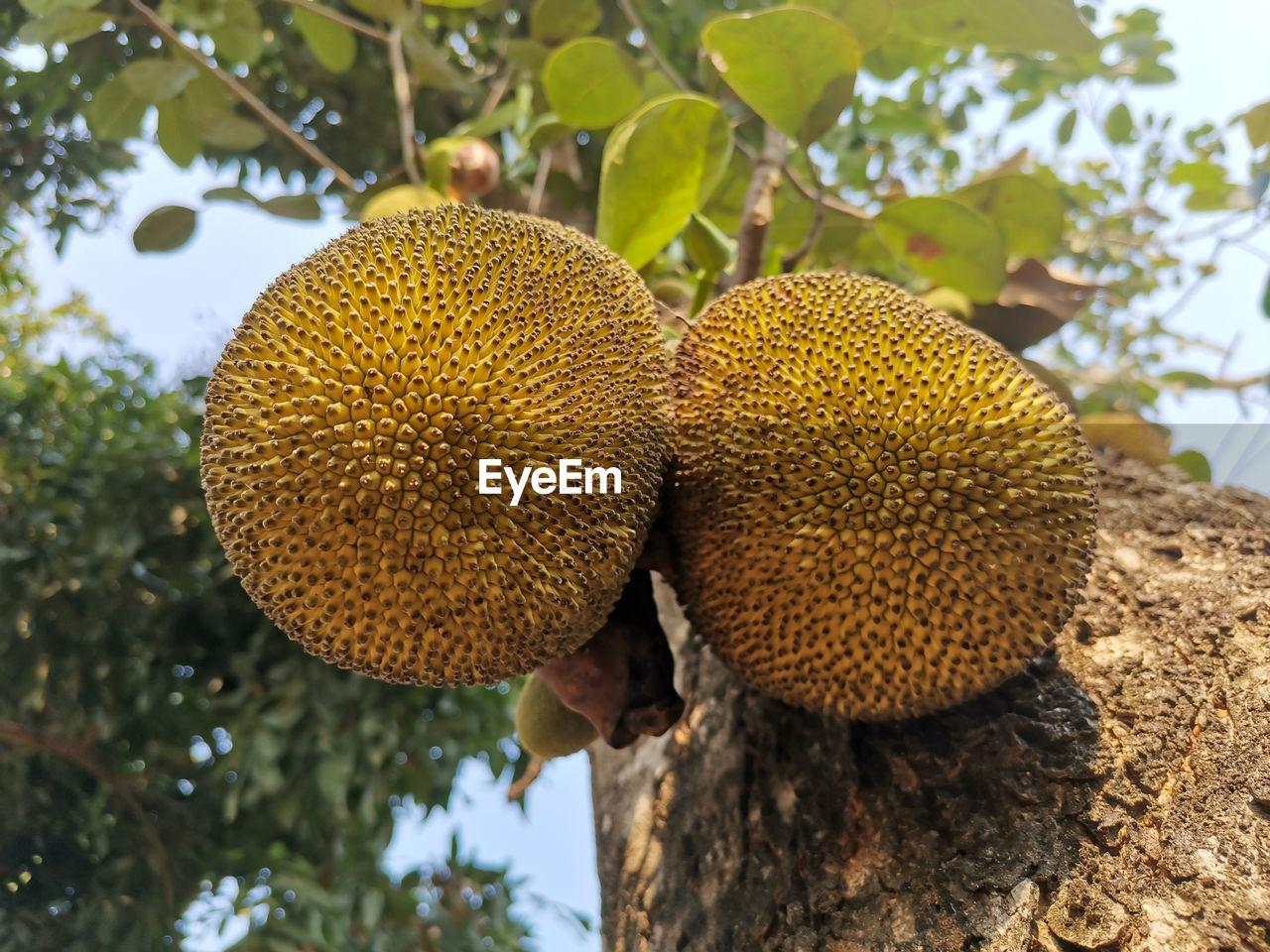 LOW ANGLE VIEW OF FRUIT ON TREE