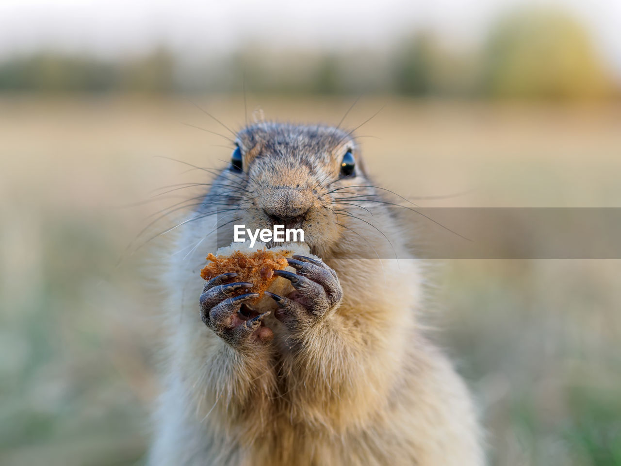 animal themes, animal, animal wildlife, one animal, mammal, squirrel, wildlife, whiskers, rodent, portrait, prairie dog, no people, looking at camera, eating, focus on foreground, nature, close-up, animal body part, outdoors, food, cute, day, food and drink, animal hair