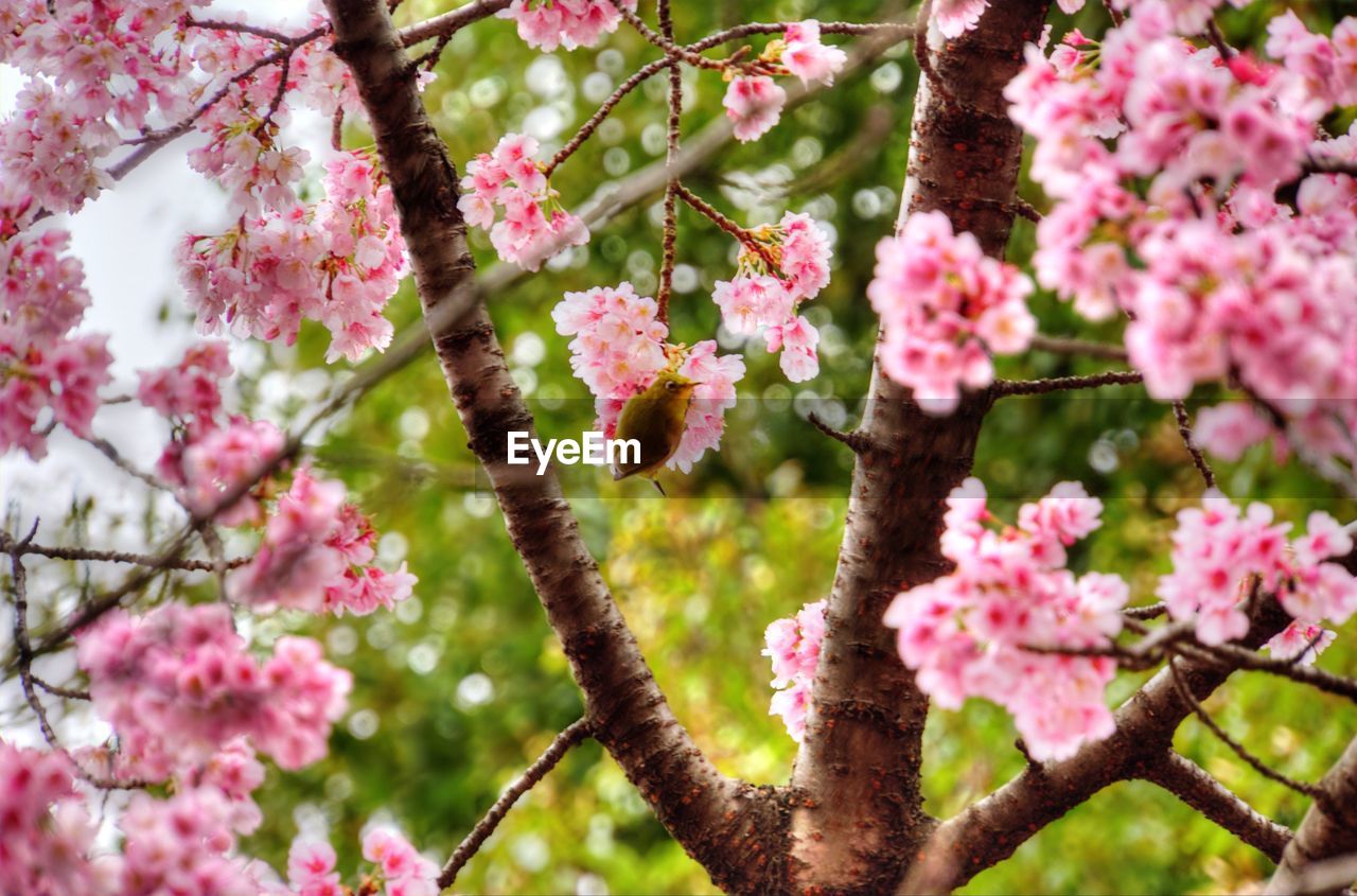 Close-up of pink flowers on branch