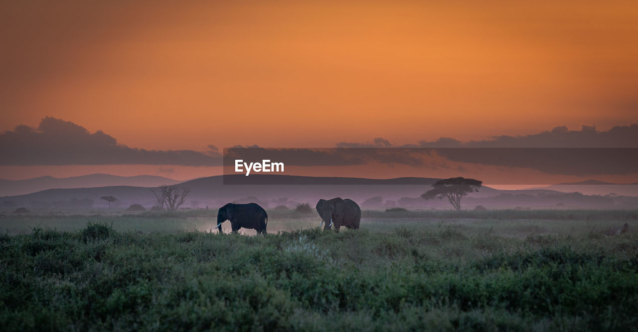 horses grazing on field against sky during sunset