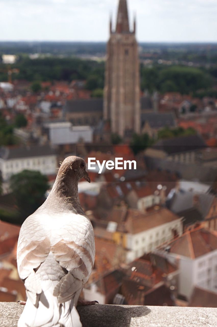 BIRD PERCHING ON A TEMPLE