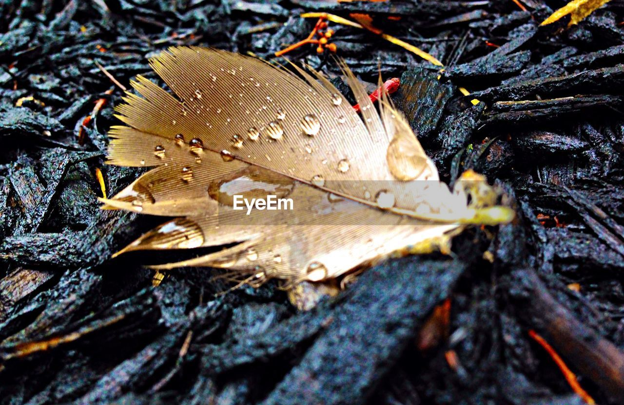 Close-up of water droplets on feather