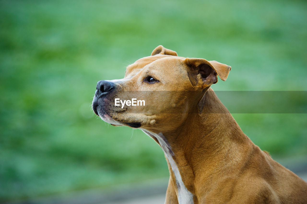 Close-up of brown dog looking away