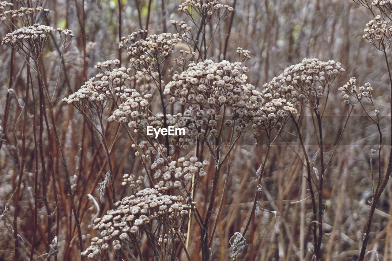 Close-up of dried plant in forest