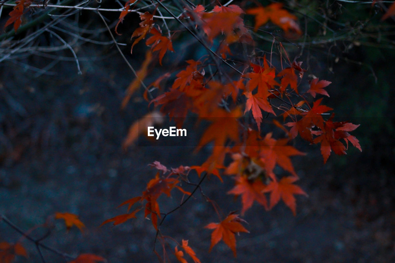 Close-up of maple leaves on tree