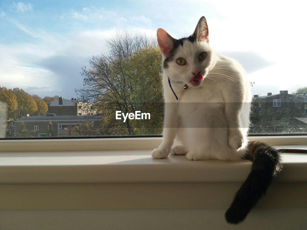 CLOSE-UP PORTRAIT OF CAT SITTING ON WINDOW