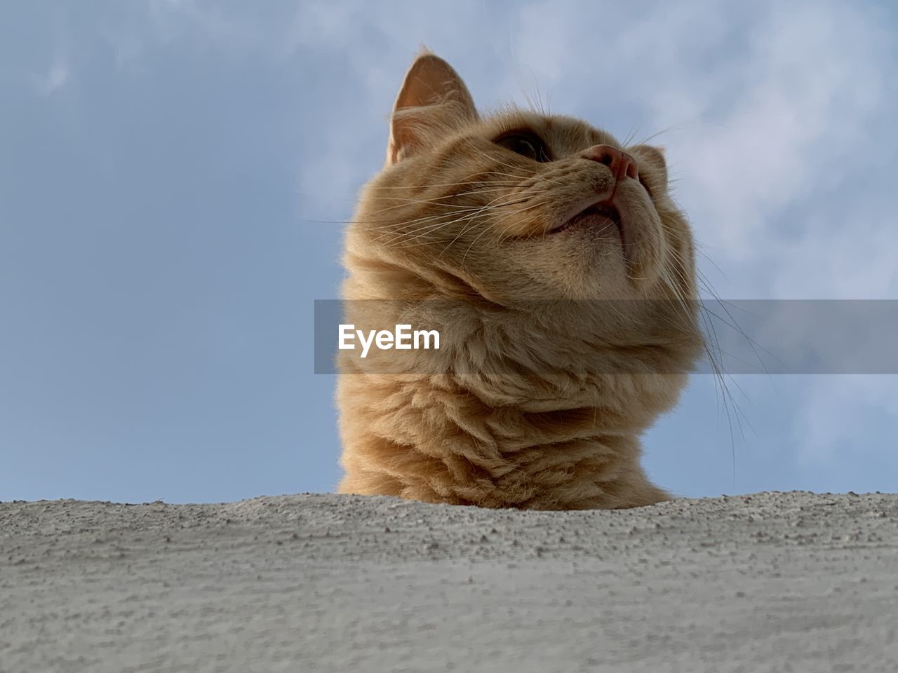 Close-up of a cat