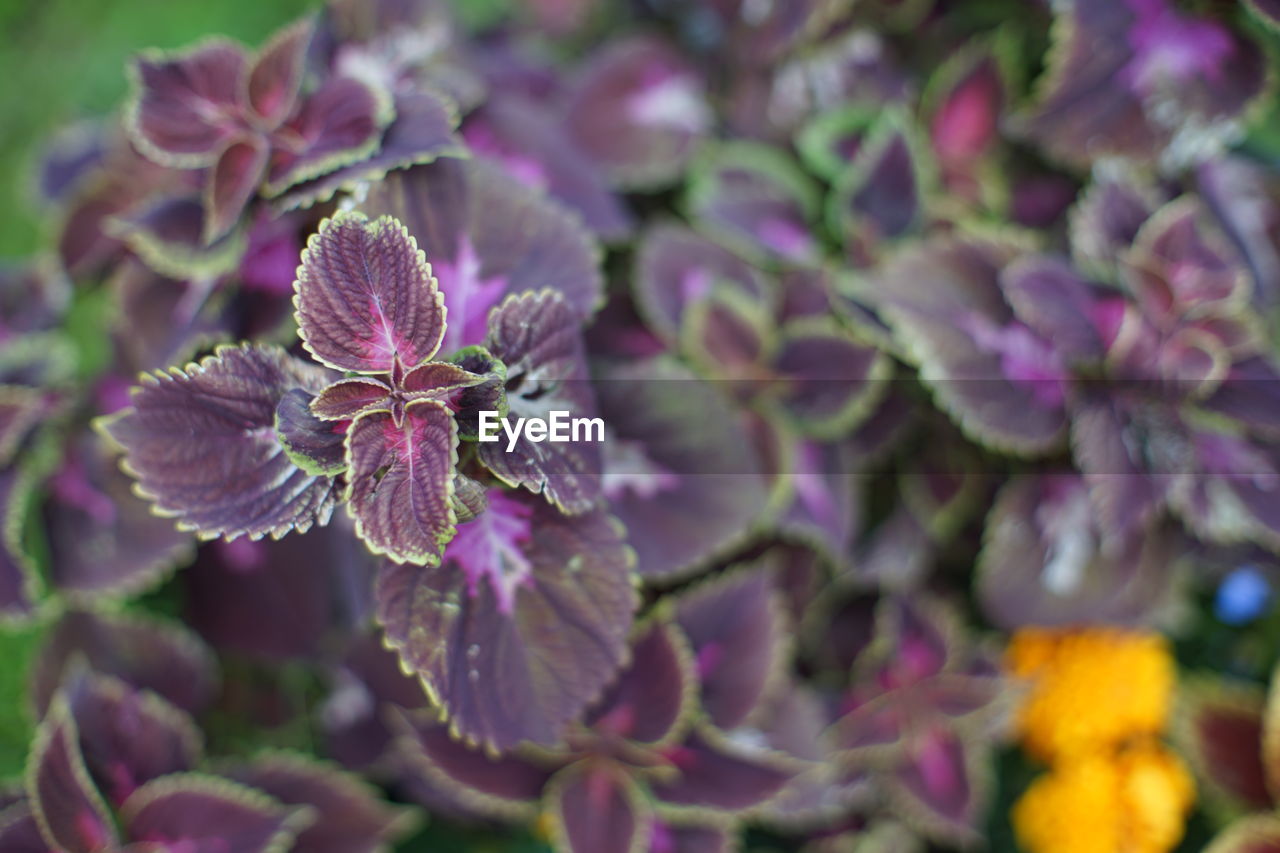 CLOSE-UP OF PURPLE FLOWERS