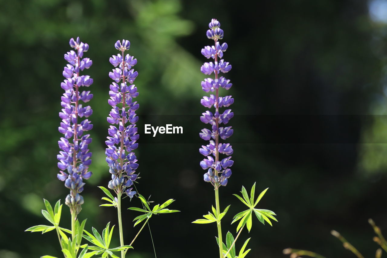 Close-up of purple flowering plants on field