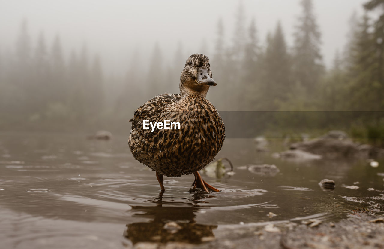 Bird in a lake