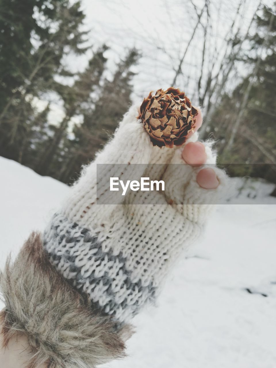 Close-up of hand holding pine cone