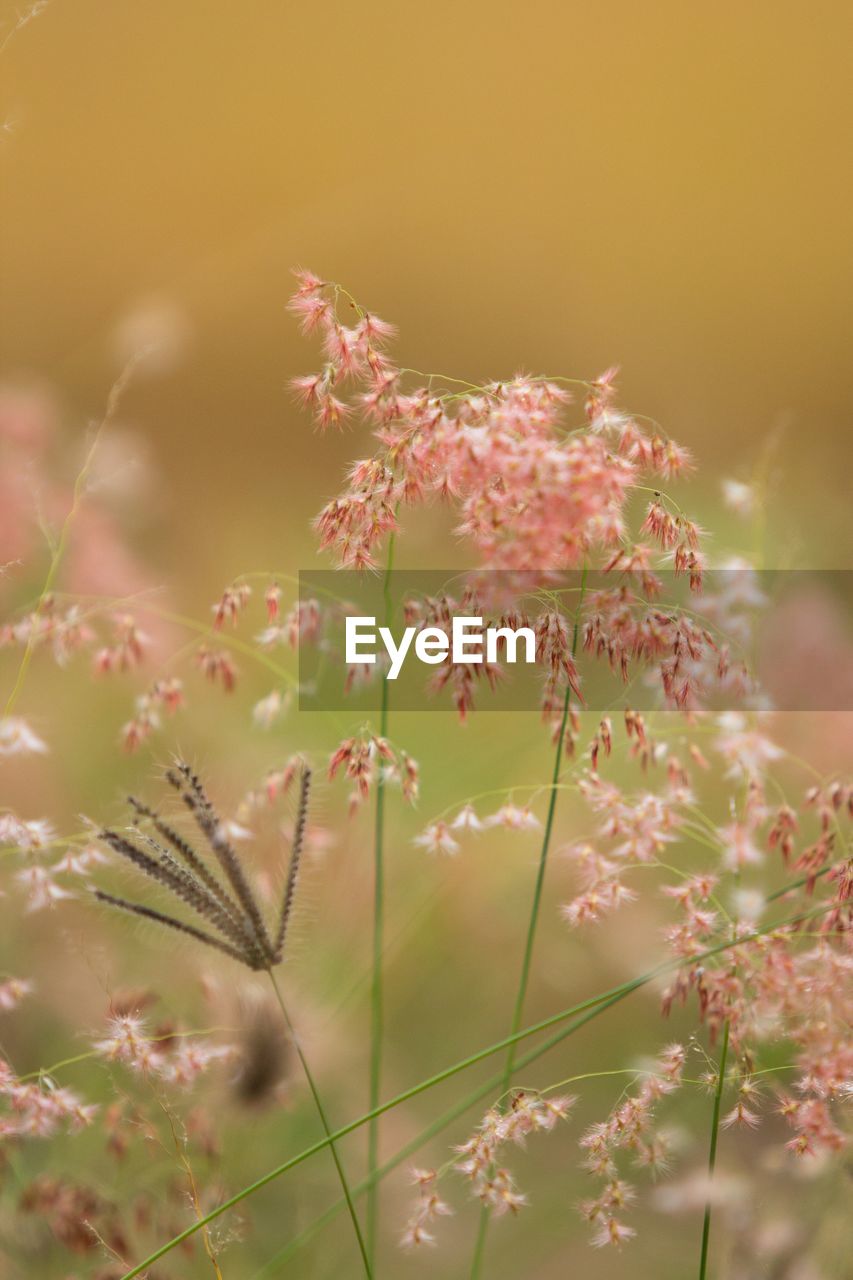 CLOSE-UP OF PINK FLOWERING PLANT IN FIELD