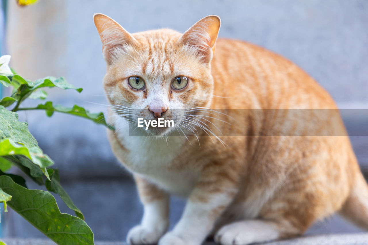 CLOSE-UP PORTRAIT OF CAT