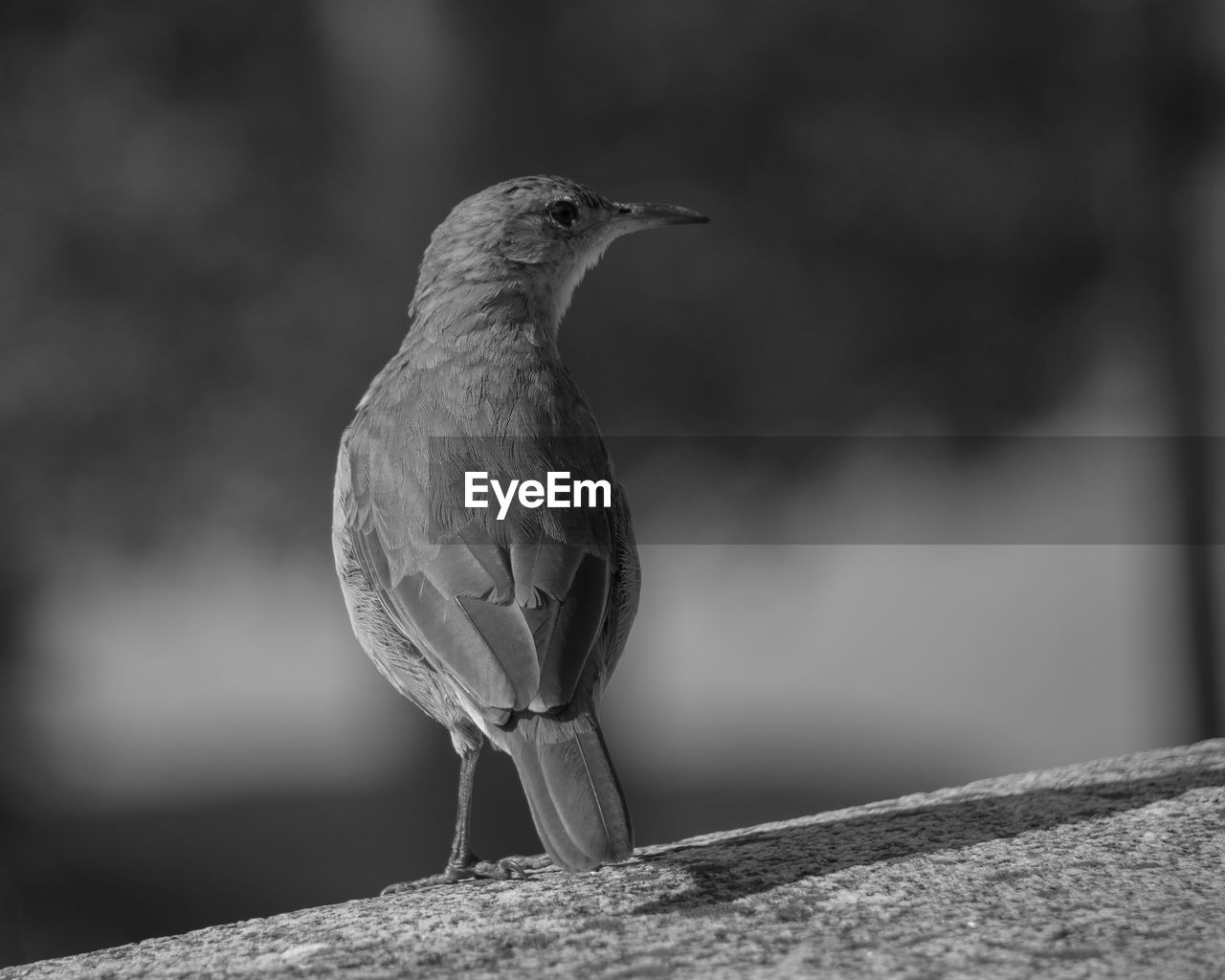 CLOSE-UP OF A BIRD