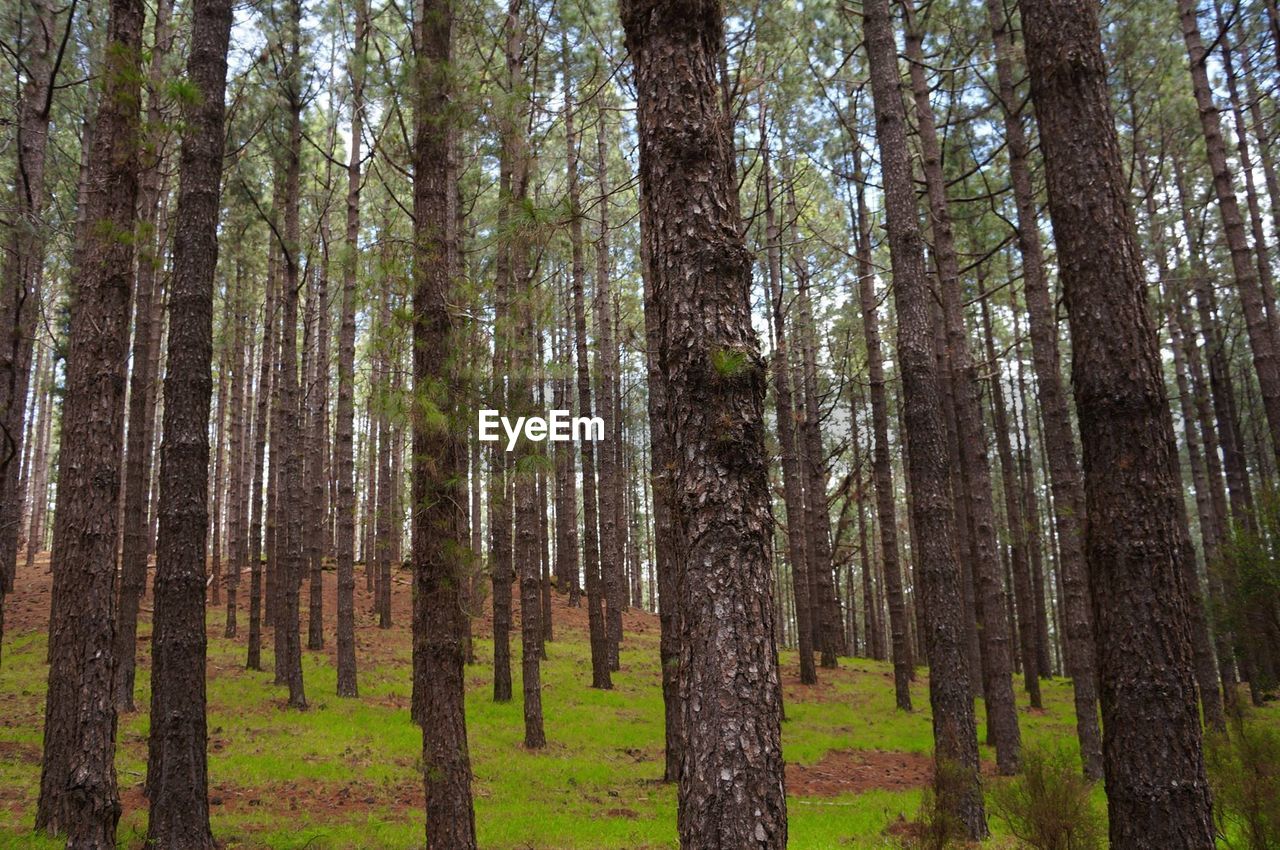 TREES IN FOREST AGAINST SKY