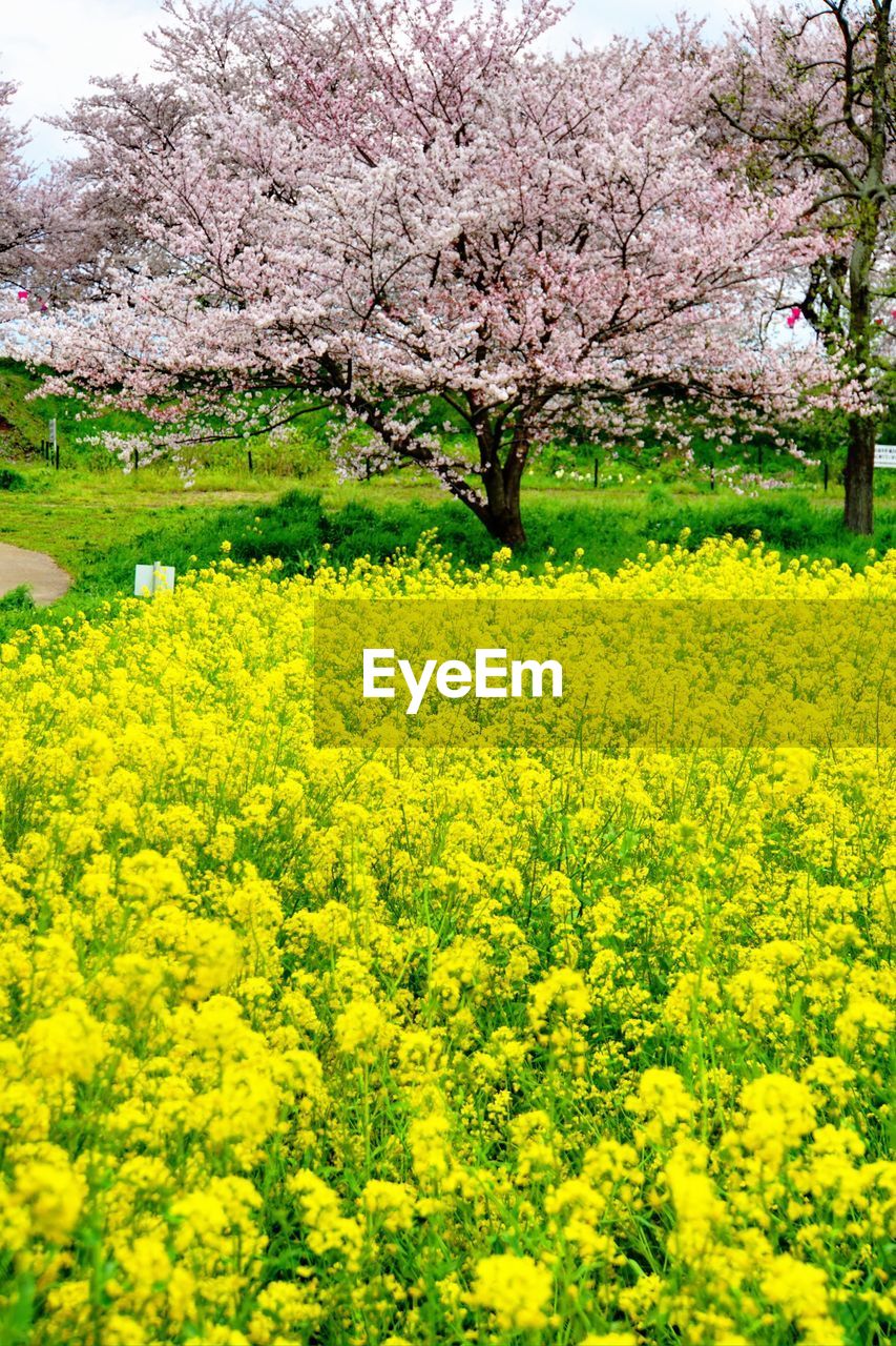 YELLOW FLOWERS IN FIELD