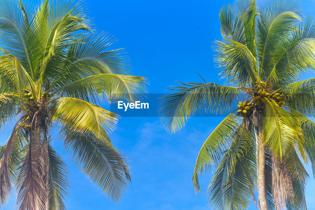 tropical climate, tree, palm tree, plant, sky, nature, leaf, beauty in nature, blue, tropical tree, low angle view, palm leaf, borassus flabellifer, coconut palm tree, tranquility, no people, growth, travel destinations, travel, outdoors, sunny, tropics, plant part, land, environment, idyllic, sunlight, vacation, scenics - nature, green, trip, clear sky, branch, summer, holiday, tree trunk, food and drink, tourism, day, trunk, coconut, directly below, backgrounds, water, island, tropical fruit, fruit, tranquil scene, vegetation