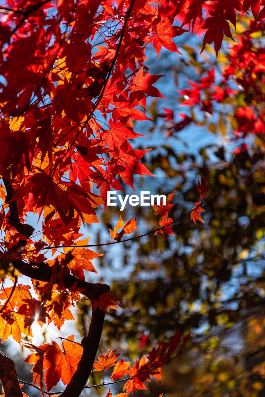 Low angle view of maple leaves on tree