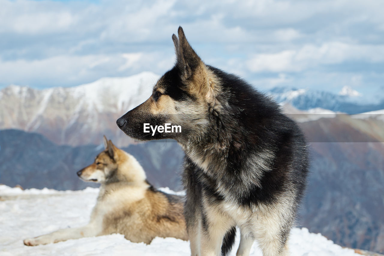 close-up of dogs walking on snow