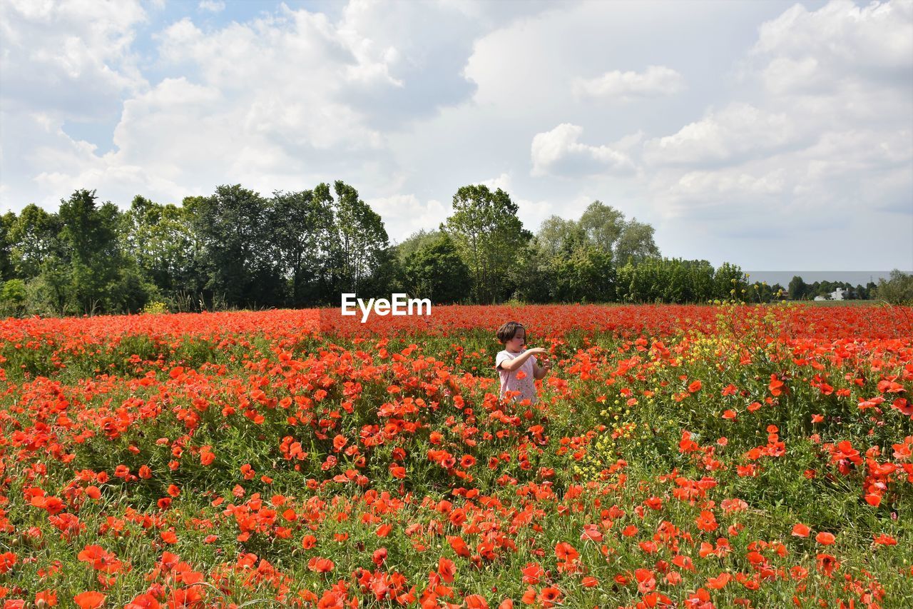 plant, flower, flowering plant, field, red, landscape, land, beauty in nature, sky, growth, nature, freshness, cloud, environment, rural scene, agriculture, meadow, tree, prairie, grassland, poppy, scenics - nature, day, wildflower, tranquility, flowerbed, outdoors, abundance, farm, tranquil scene, no people, crop, rural area, summer, non-urban scene, fragility, grass, multi colored, springtime
