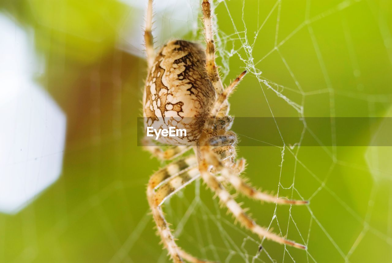 Close-up of spider on web