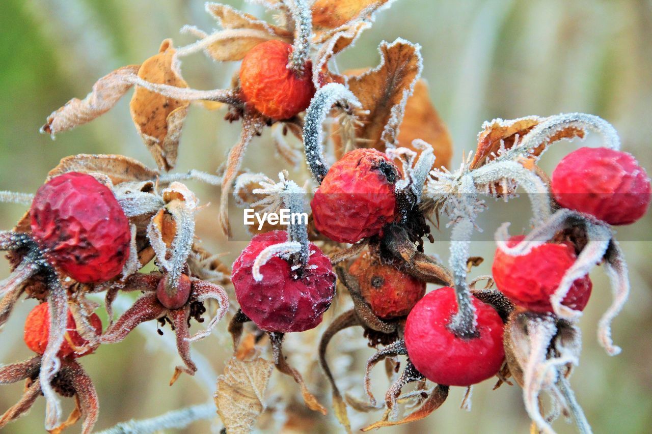 CLOSE-UP OF FROZEN RED BERRIES ON PLANT