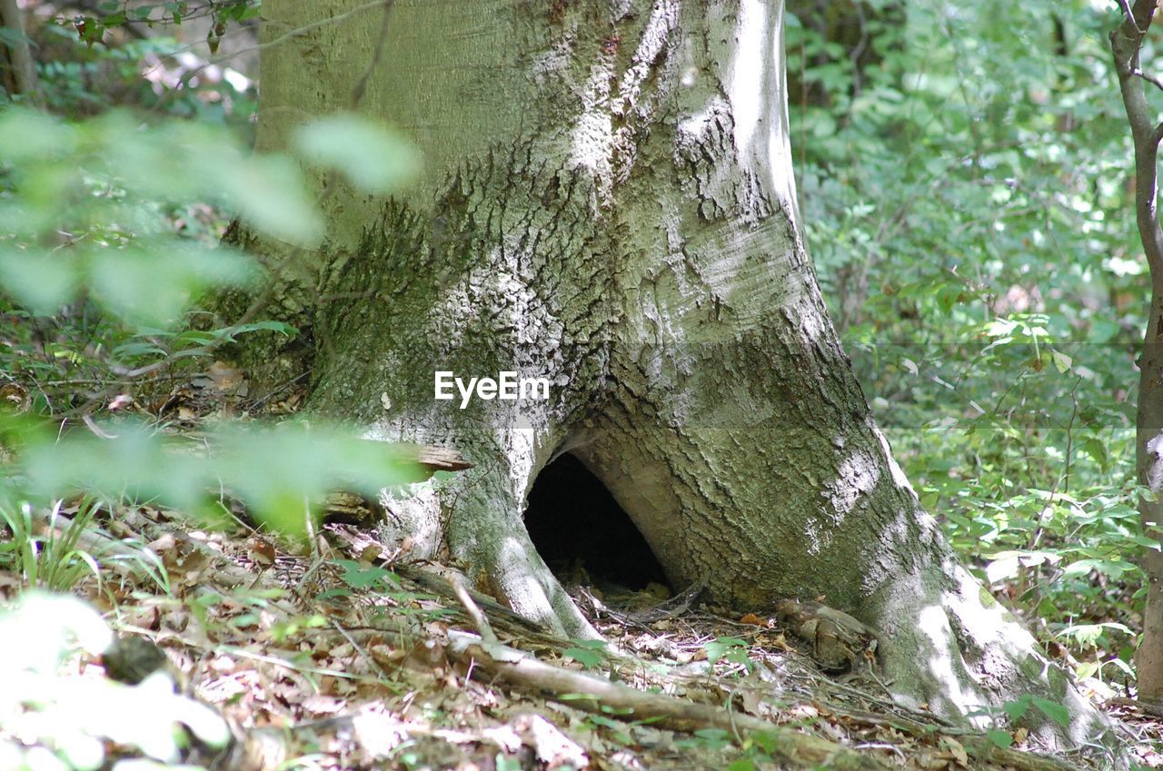 Close-up of tree trunk in forest