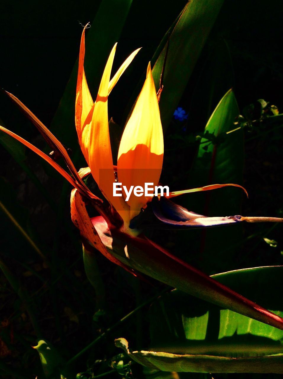 CLOSE-UP OF PLANT