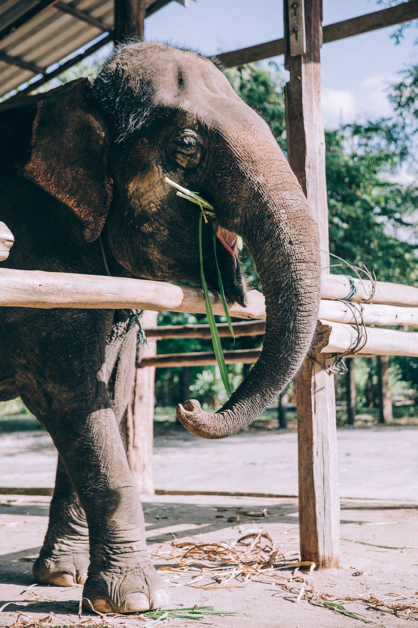 ELEPHANT IN A ZOO