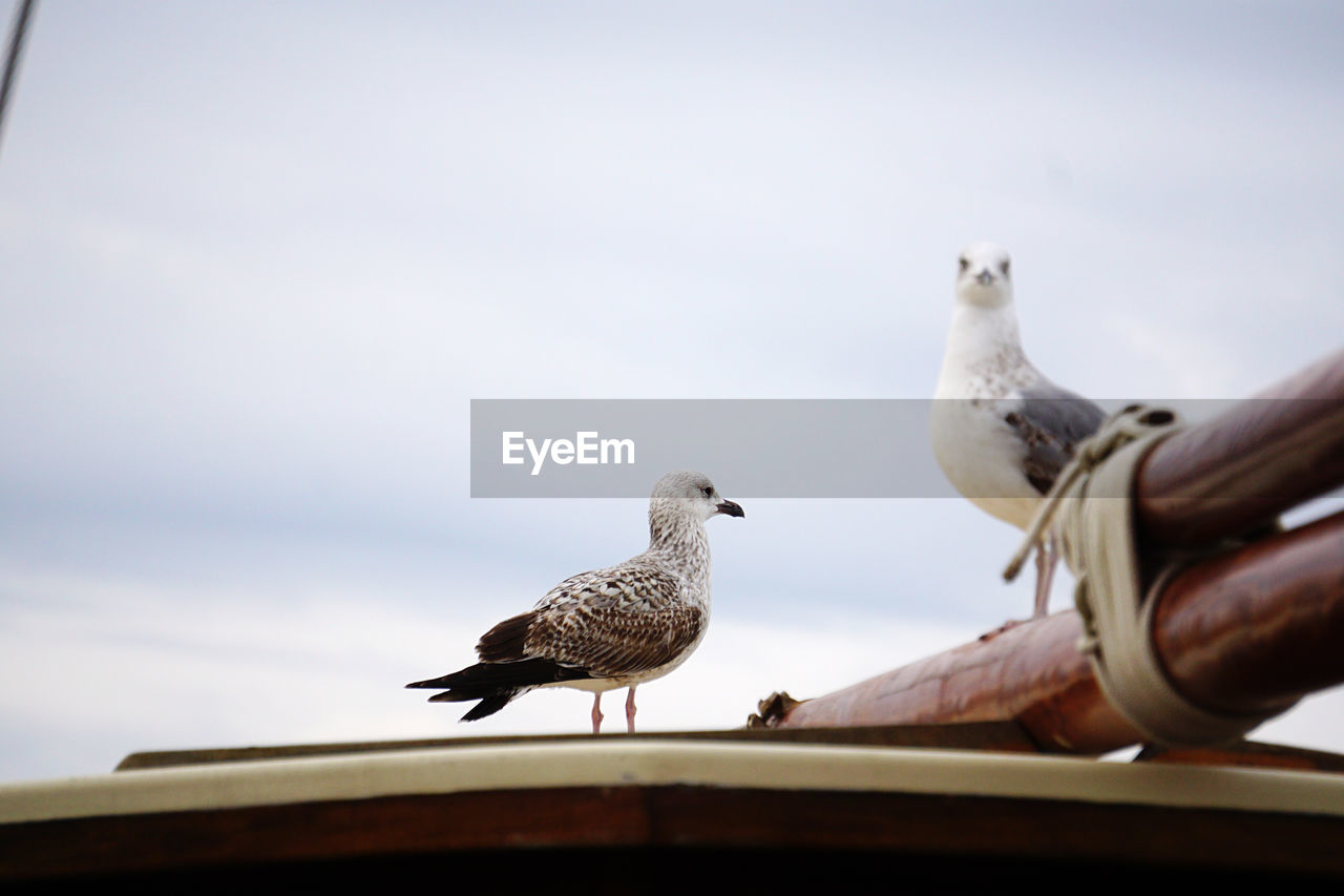 LOW ANGLE VIEW OF SEAGULLS ON ROOF AGAINST SKY