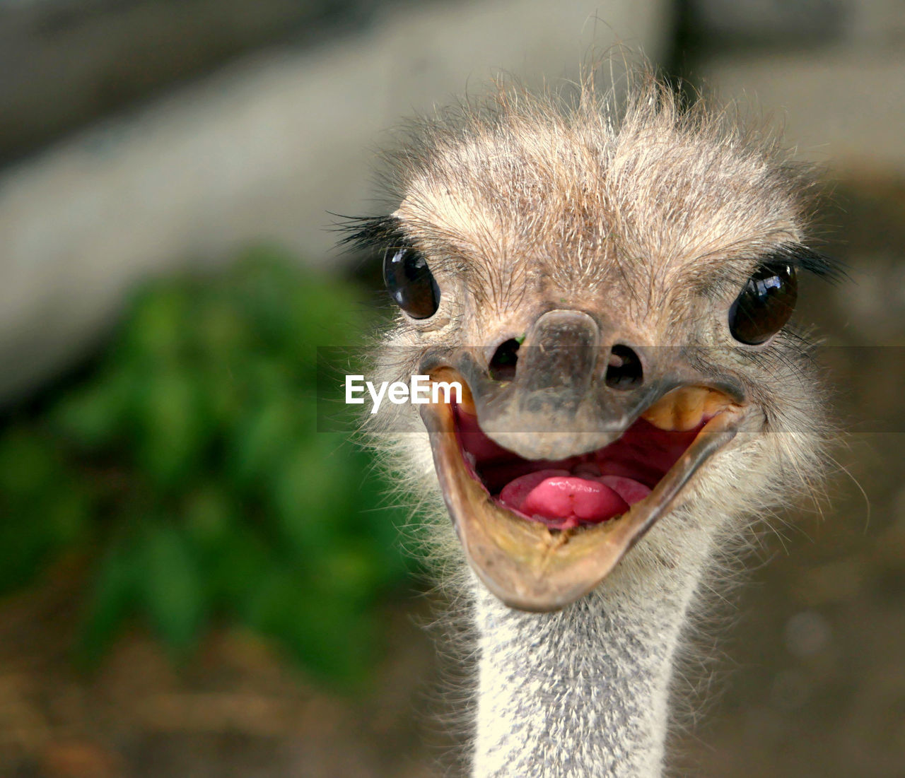 Close-up portrait of ostrich