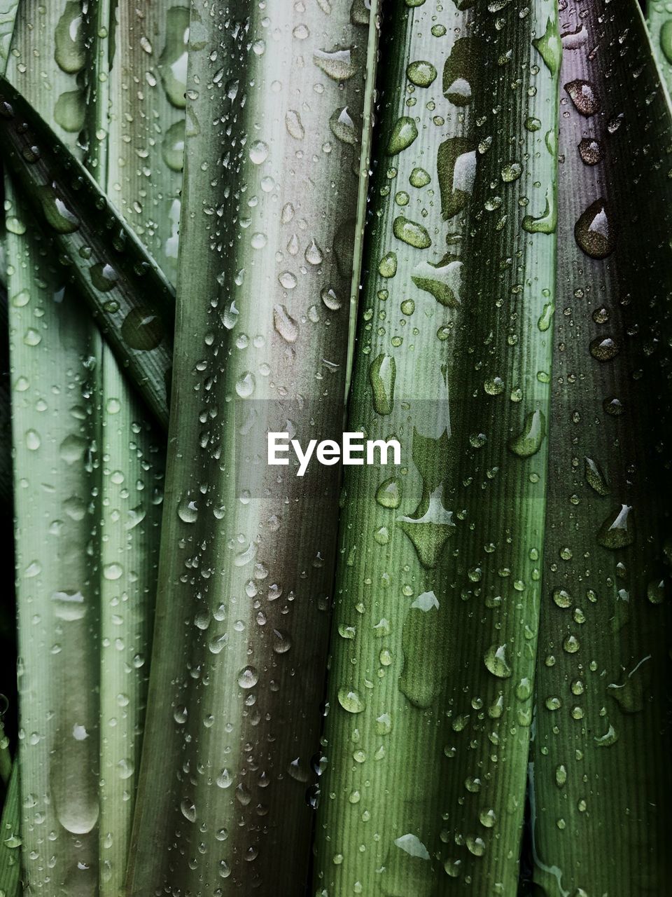 Full frame shot of wet plant