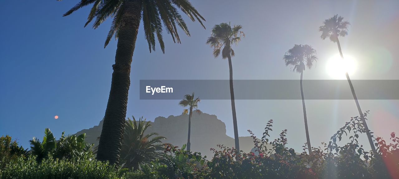 plant, tree, sky, nature, palm tree, tropical climate, beauty in nature, land, tranquility, sunlight, no people, scenics - nature, sun, flower, growth, outdoors, environment, landscape, morning, tranquil scene, sunny, travel destinations, clear sky, lens flare, sunbeam, travel, low angle view, silhouette, idyllic, blue