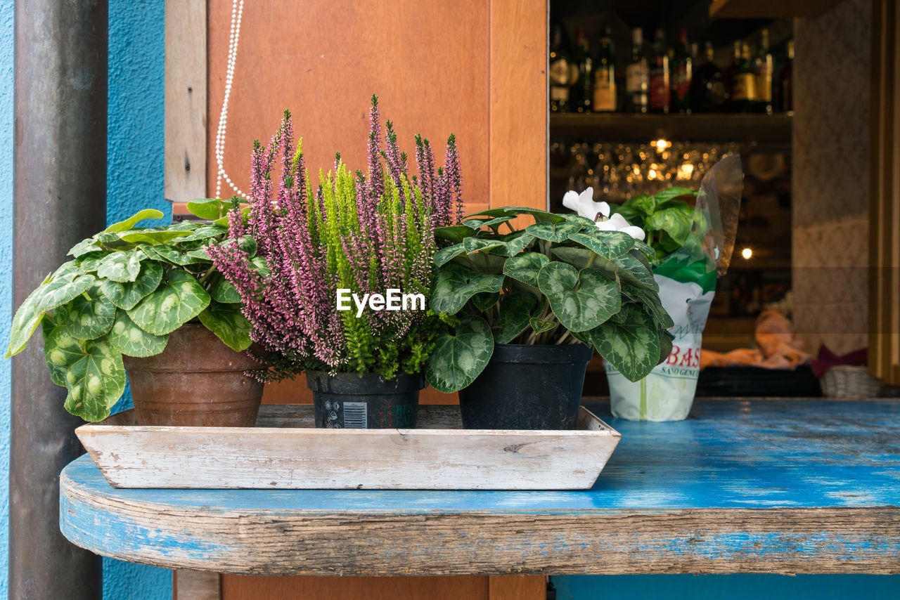 POTTED PLANT ON TABLE