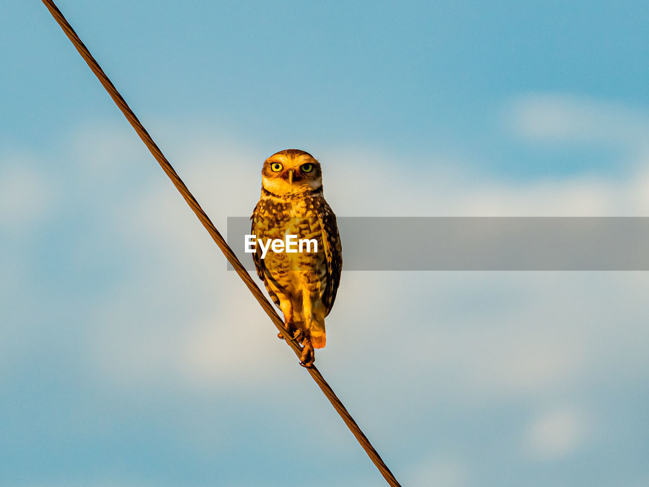 low angle view of bird perching on cable