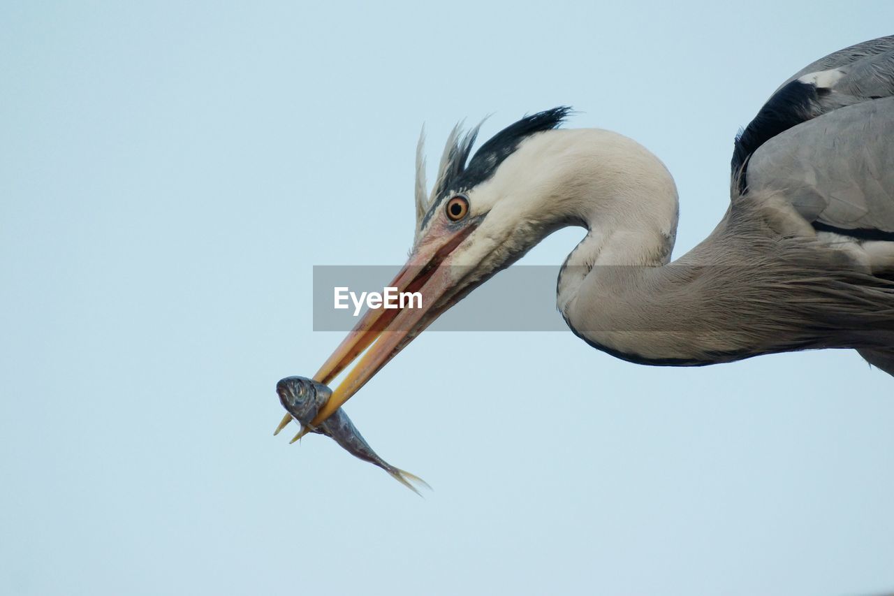 Side view of gray heron with fish in beak against sky