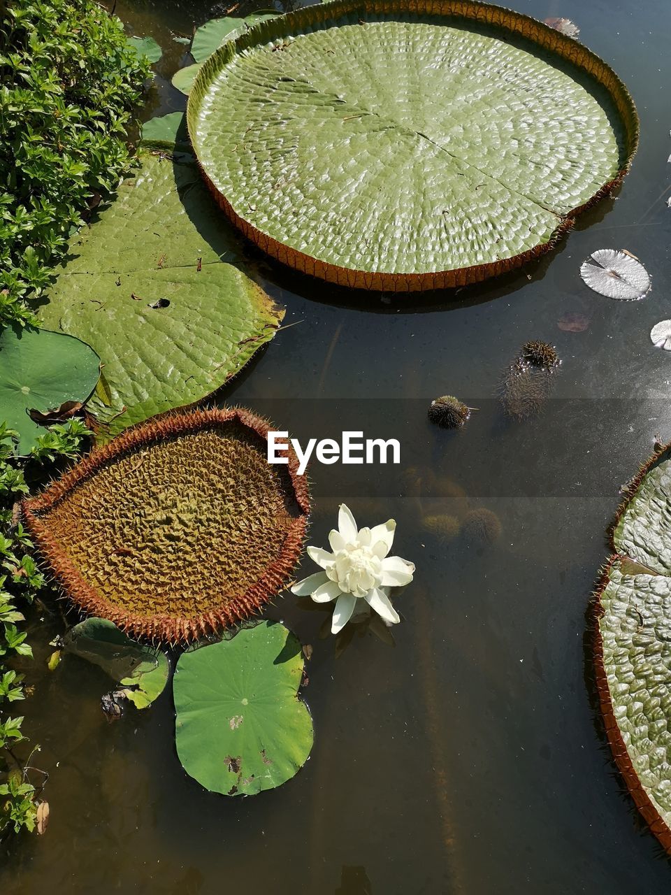 HIGH ANGLE VIEW OF LOTUS LILY LEAVES IN LAKE