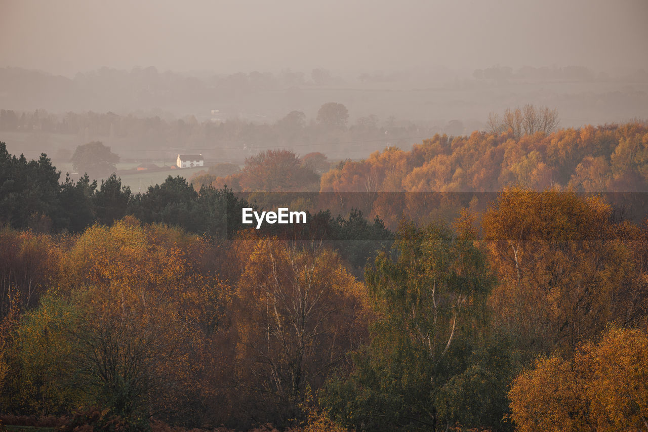 TREES AGAINST SKY DURING AUTUMN