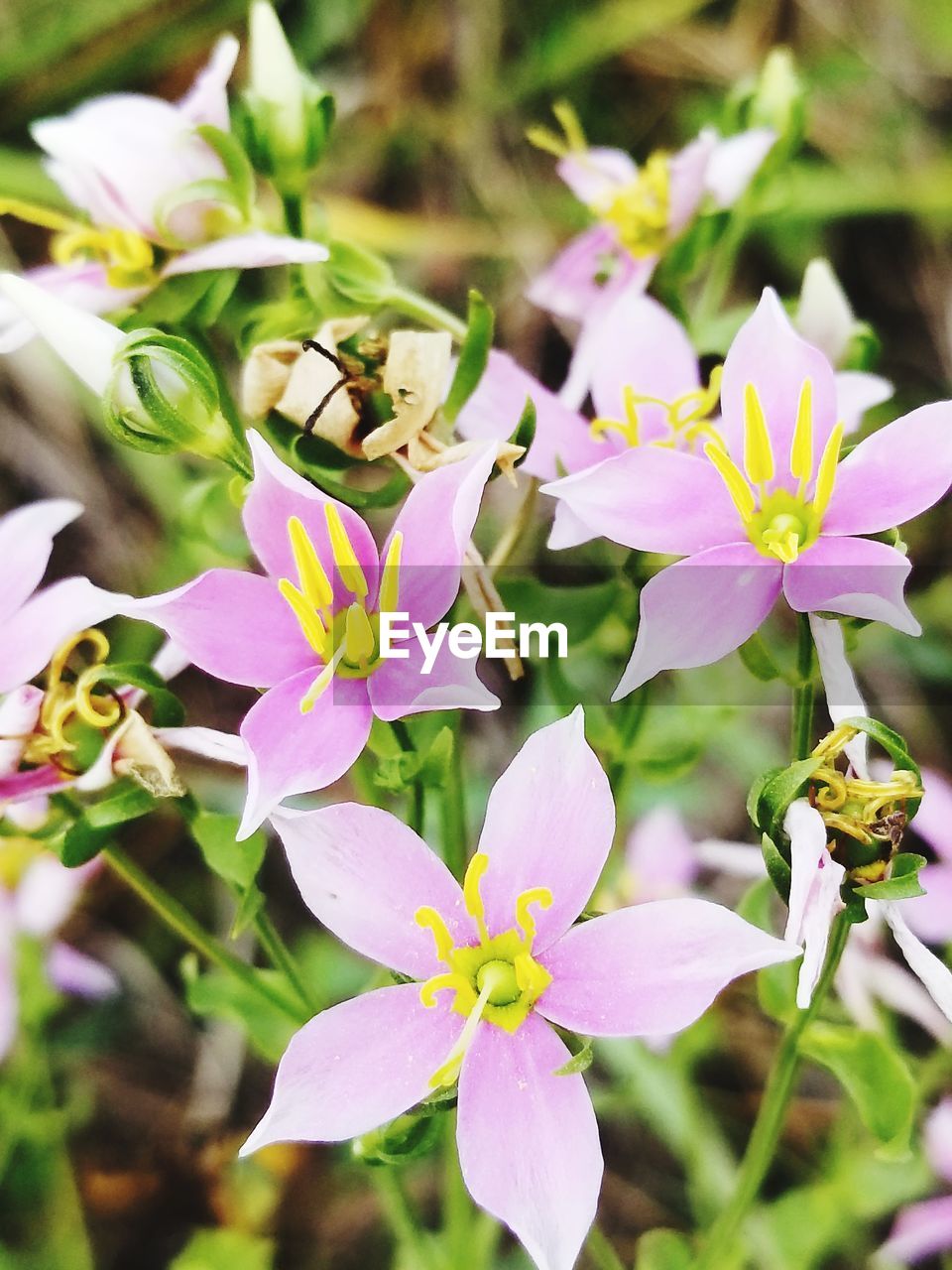 CLOSE-UP OF PURPLE FLOWERING PLANTS