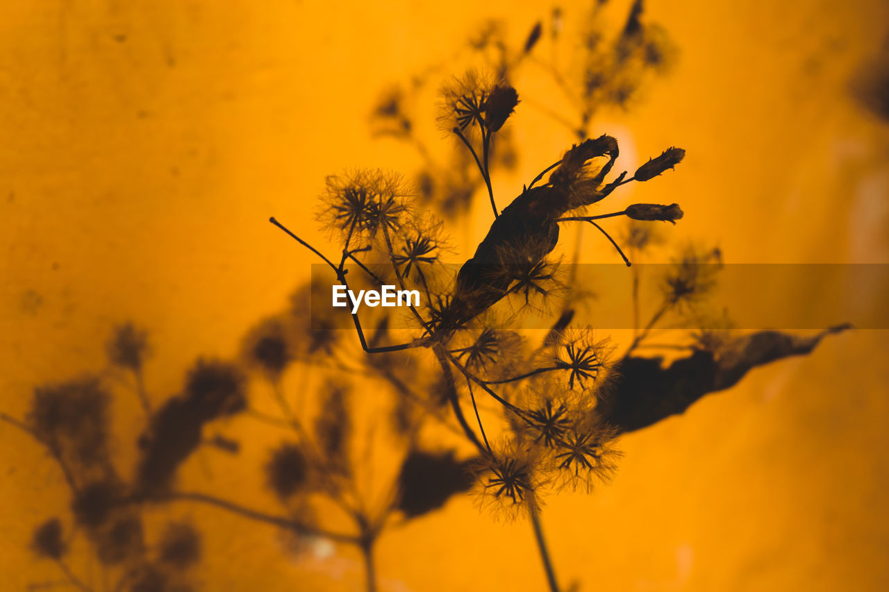 CLOSE-UP OF YELLOW FLOWERS AGAINST SKY