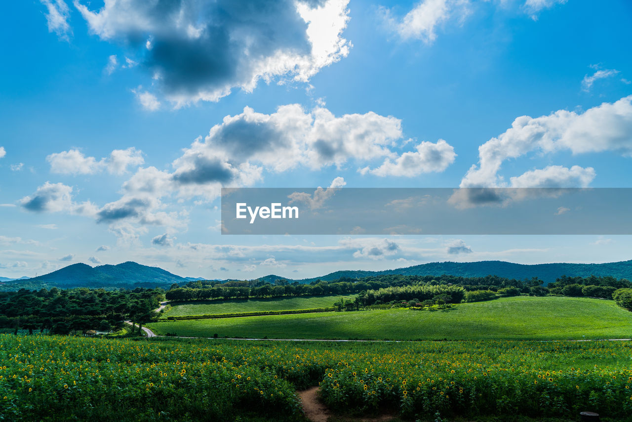 Scenic view of agricultural field against sky