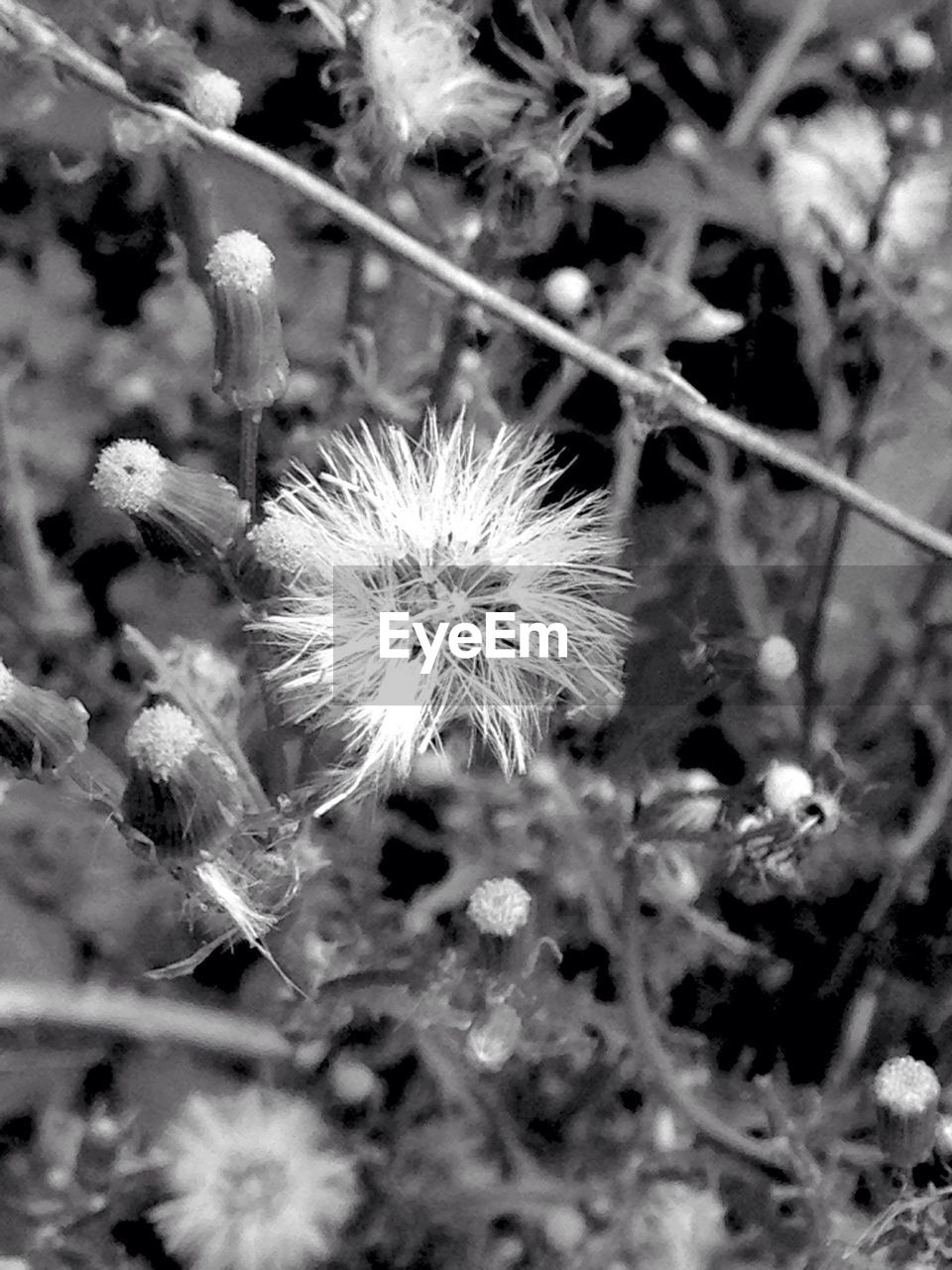 CLOSE-UP OF DANDELION FLOWER