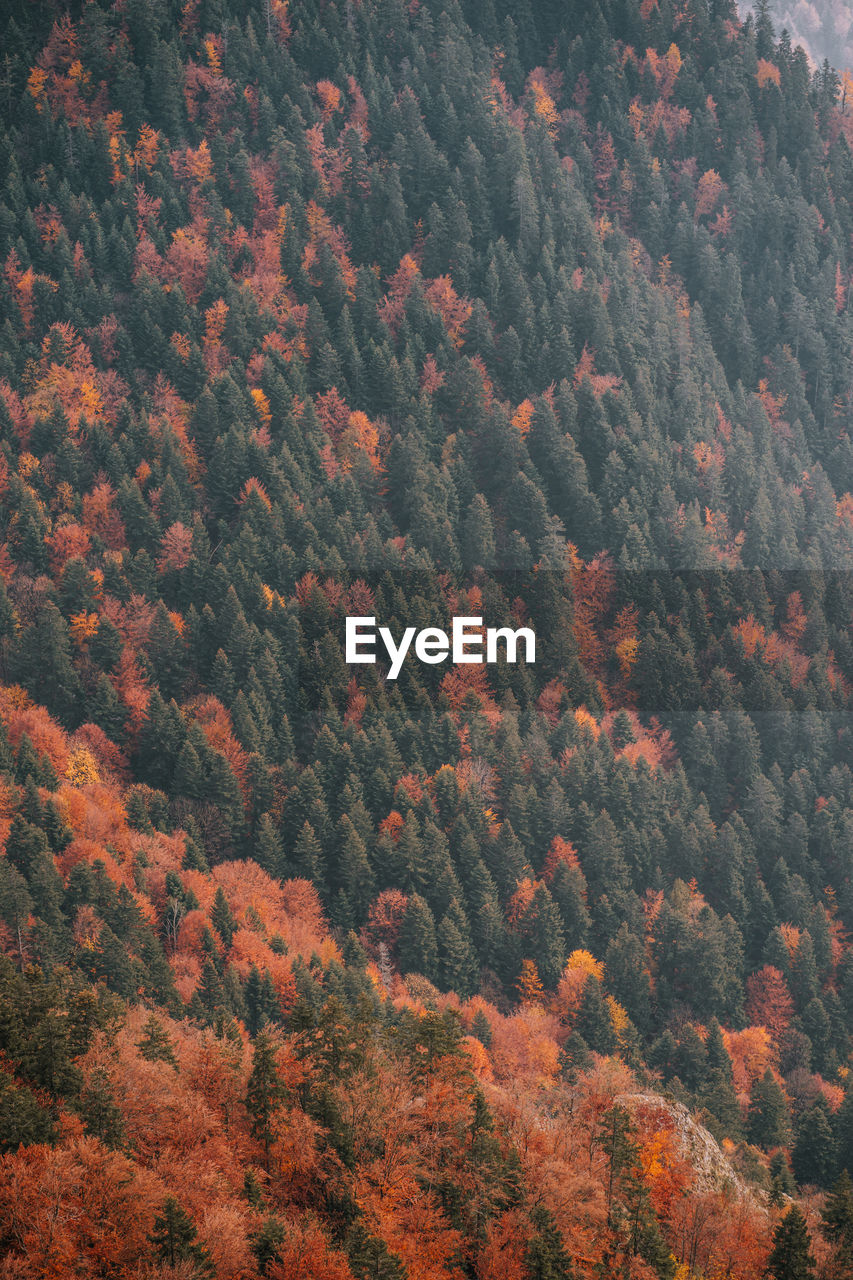 High angle view of pine trees in forest