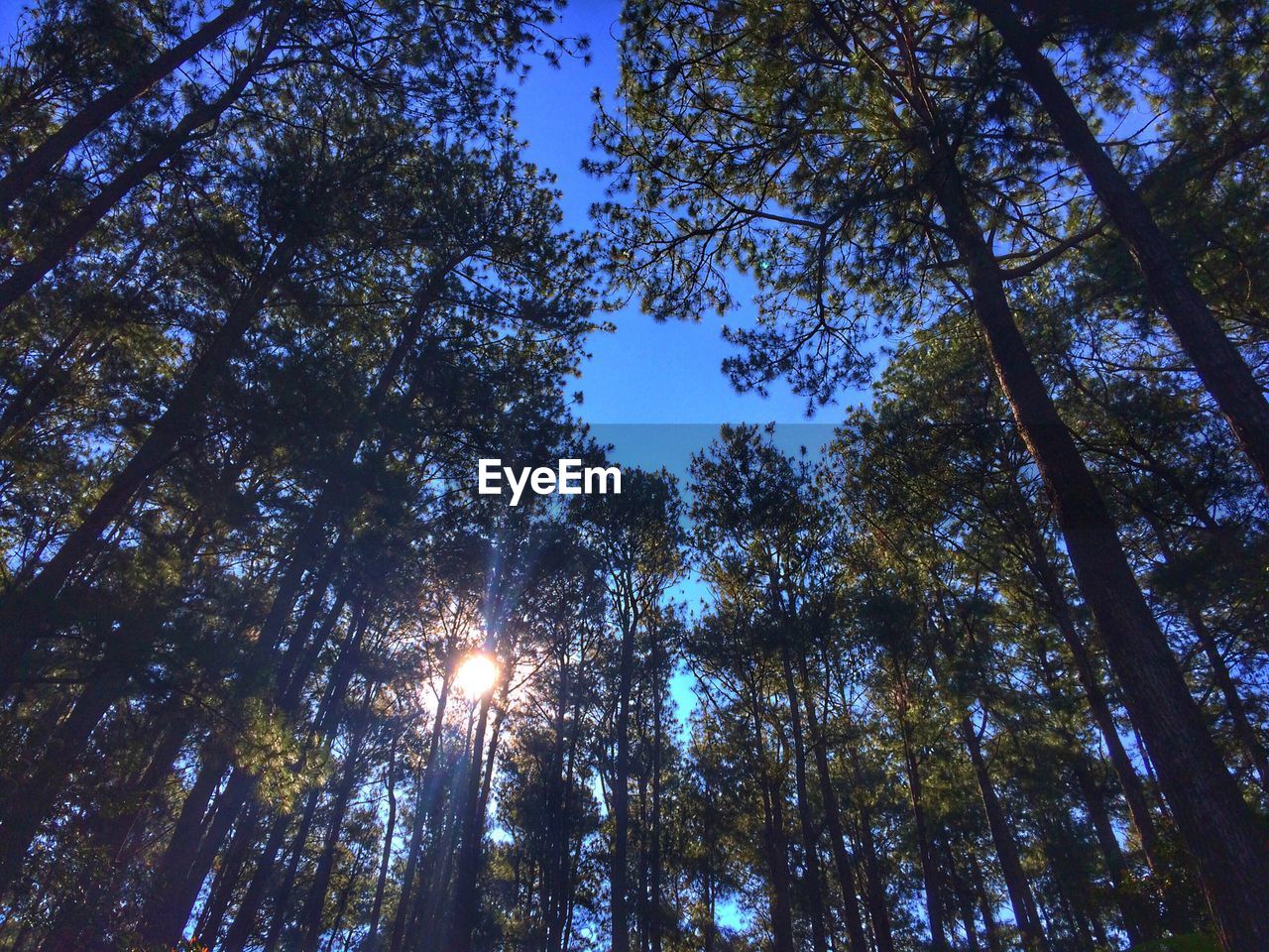 Low angle view of trees against sky